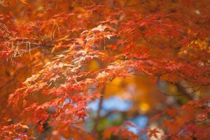 札幌近郊で紅葉と温泉を楽しむなら時期は？おすすめスポットは？